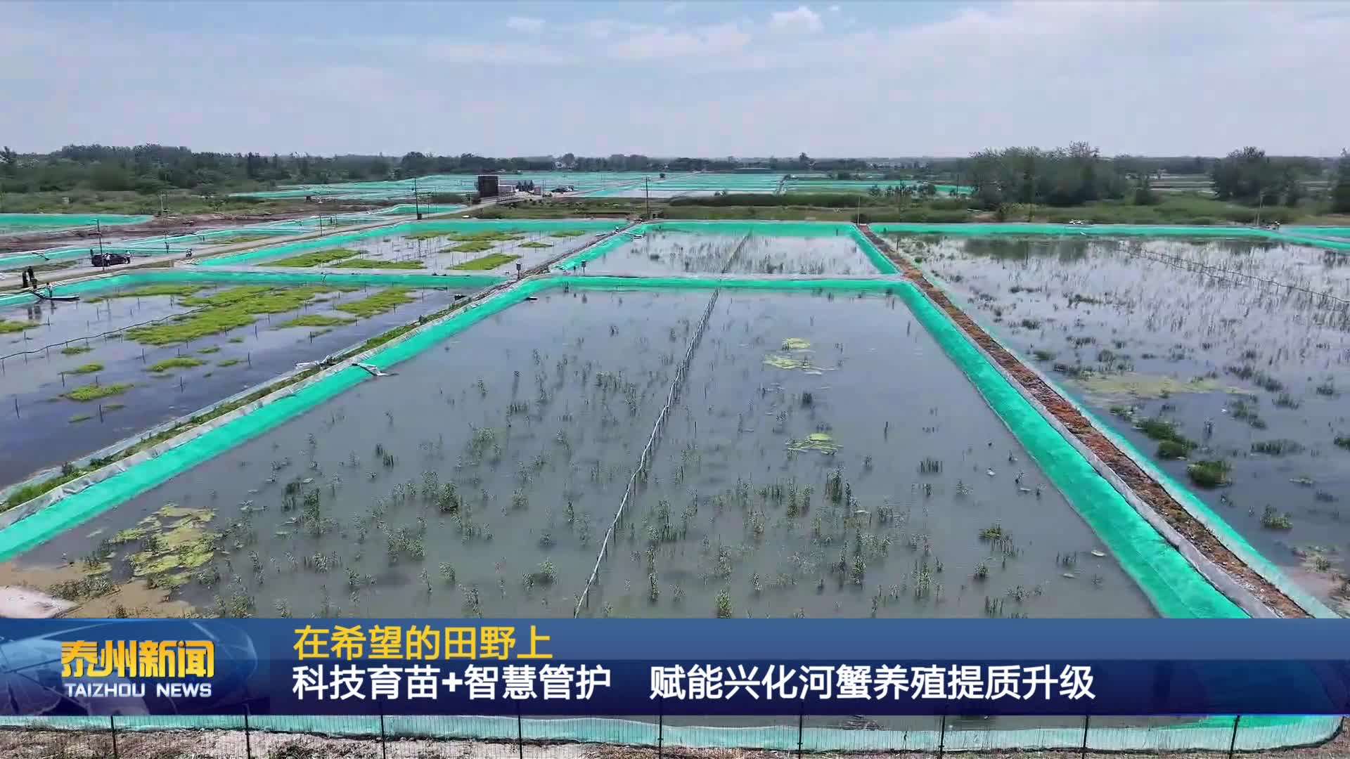 在希望的田野上  科技育苗+智慧管护 赋能兴化河蟹养殖提质升级